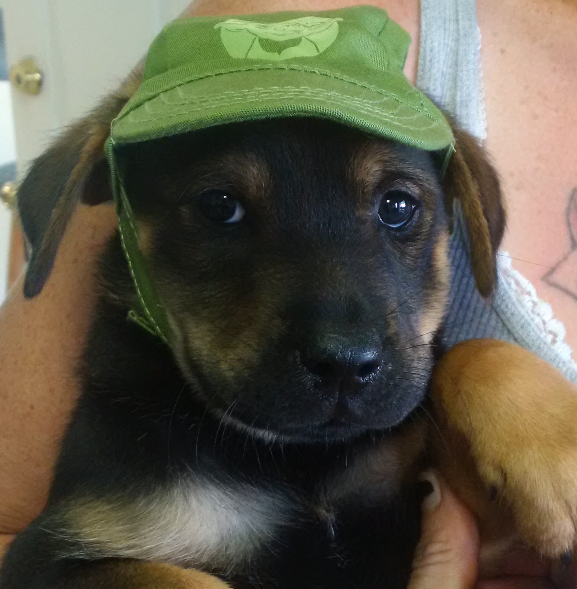 Photo 5 from JASPER ANIMAL RESCUE MISSION